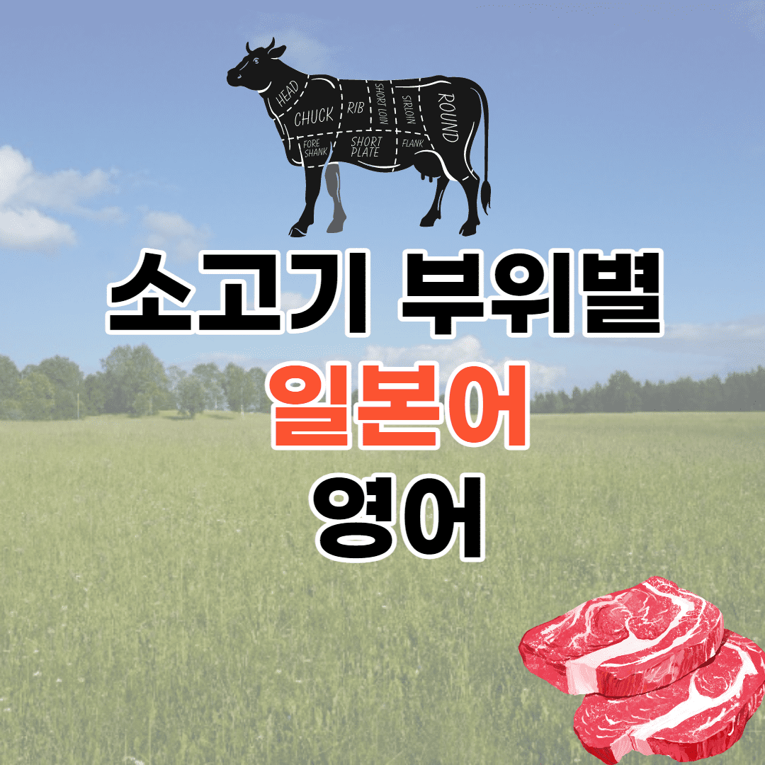 소고기 각 부위 일본어 (주요 부위별 영어도 추가)